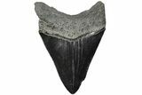 Serrated, 4.55" Fossil Megalodon Tooth - South Carolina - #203070-1